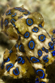   Poker face this blue ring greet me one our night dives Anilao Batangas face/  